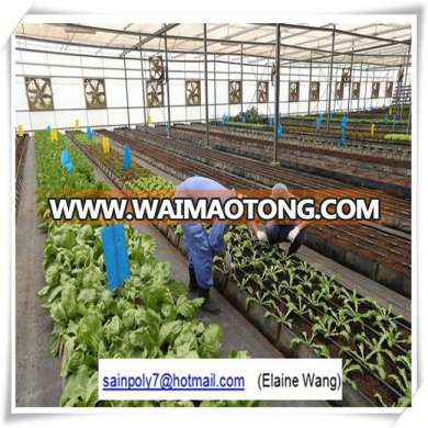 Factory Price Glass Greenhouse with Hydroponic System for Agriculture