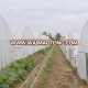 Factory Price Greenhouse for Agriculture with Irrigation System